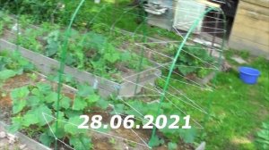 Выращивание огурцов на шпалерной сетке в открытом грунте