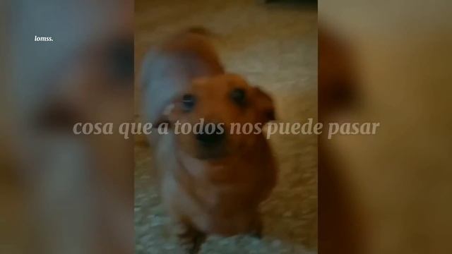 "Perro salchicha, gordo bachicha ?" || María Elena Walsh - Perro Salchicha смотреть онлайн
