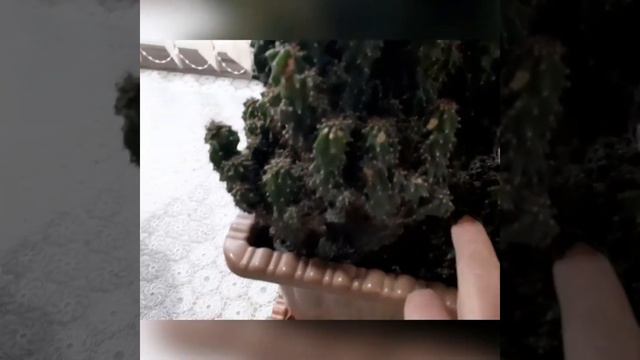 Мои кактусы... смотреть онлайн