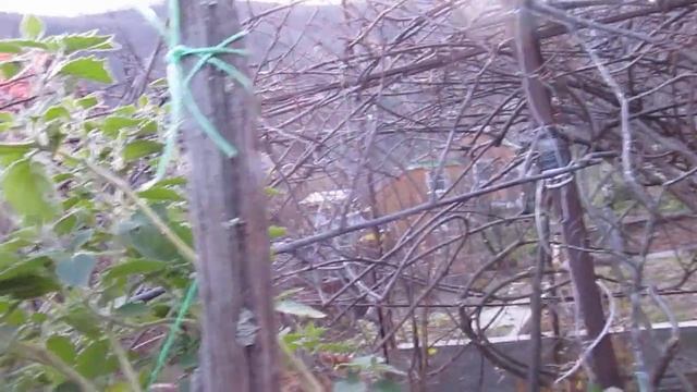 Выращивание джалтоматы китайской (Jaltomata sinuosa) на Черноморском побережье Кавказа смотреть онлайн