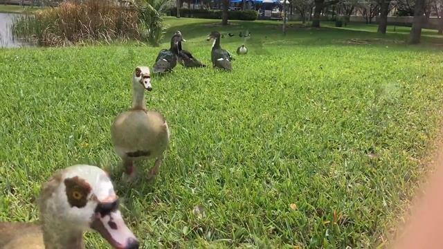 Ручные дикие утки. Hand wild ducks, Hollywood, Florida, USA смотреть онлайн