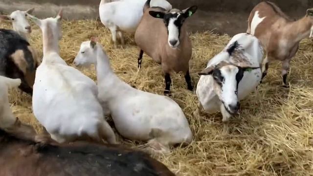 Путешествие на родину Kabrita® в Нидерланды