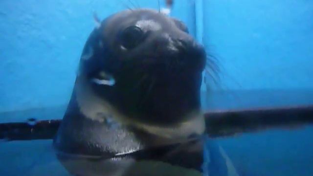 Тюлень-красавчик) смотреть онлайн