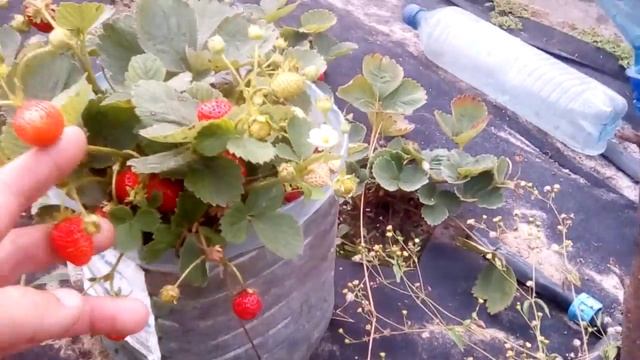 Как клубника Эверли растет в банках смотреть онлайн
