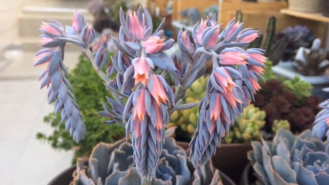 Floração em cachos смотреть онлайн
