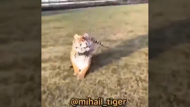 Прощай олимпийский мишка смотреть онлайн