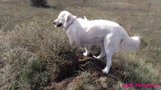 Белль Маремма ловит мышей.Belle Maremma Catching Mice