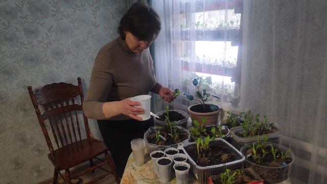 Как избавиться от паутинного клеща смотреть онлайн