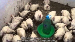 Бройлеры плохо едят: что делать