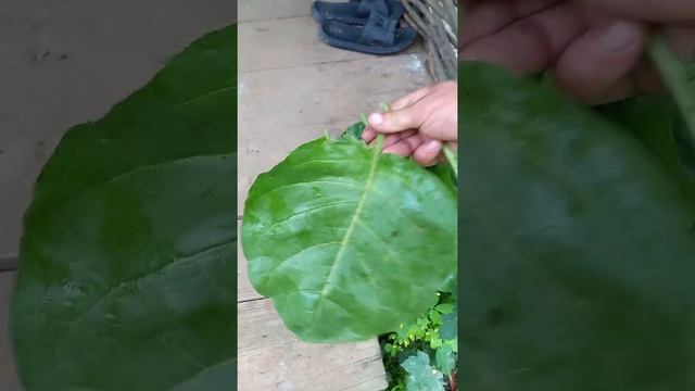 махорка Деда ..Темнолесская.. смотреть онлайн