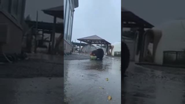 Я офигел, очень смешно. Бобры!!! смотреть онлайн