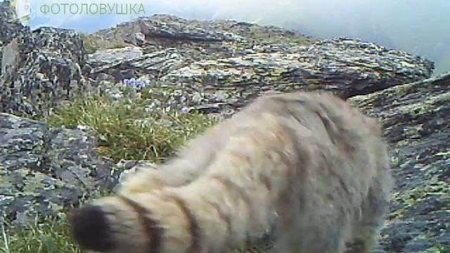 ID2281/ГПБЗ Убсунурская котловина/Уходящий в туман смотреть онлайн