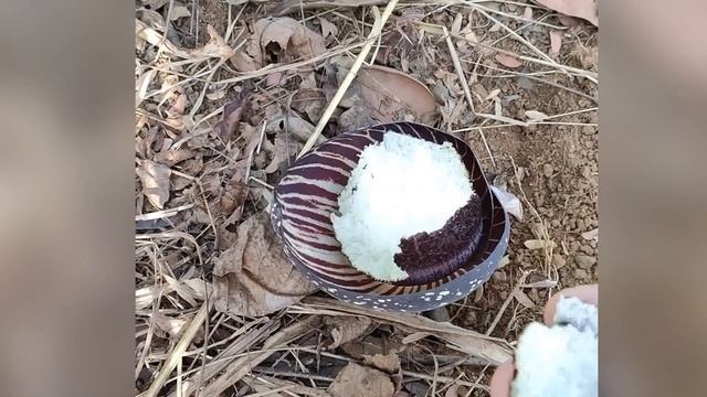 Аморфофаллус - бесформенный лесной фаллос смотреть онлайн