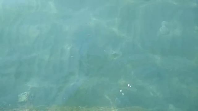 Жизнь моря возле буна. смотреть онлайн