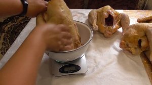 Забой петушков голошеек.  Вес тушки в 3.5 месяца