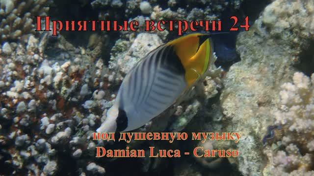 Приятные встречи 24 Бабочка нитеперая зебра под душевную музыку Damian Luca - Caruso (1) смотреть онлайн