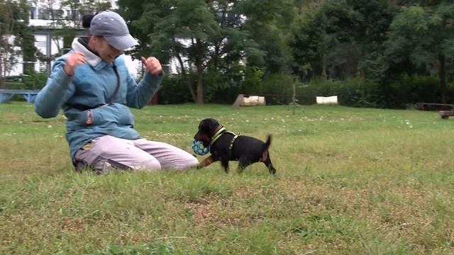 Deutscher Jagdterrier Welpe Gustl vom Mörbitzgrund - 8.- 9. Woche смотреть онлайн