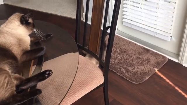 Эти лапы нигде не топтались =^..^= СИАМСКИЕ КОШКИ смотреть онлайн