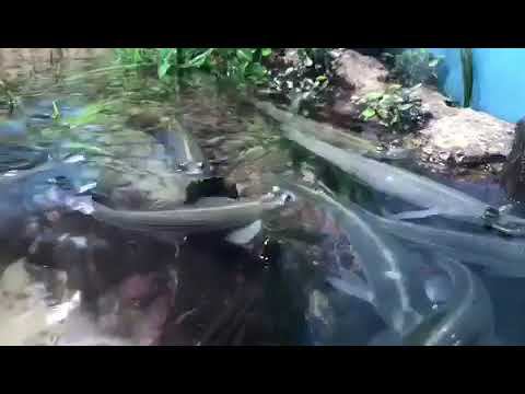 #Аквариум для илистых прыгунов смотреть онлайн