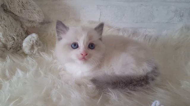 Ragdoll, male, a 03, голубой биколор, Wellington Велингтон 28.08.2017 смотреть онлайн