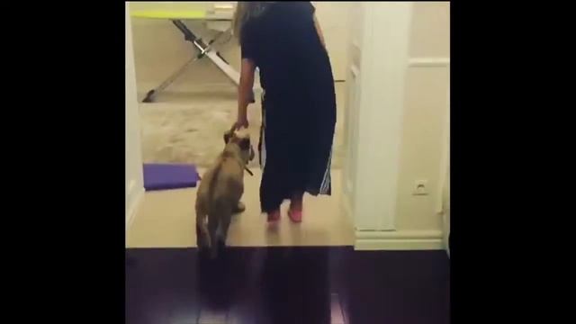 Львенок дома| Шикарный день рождения смотреть онлайн