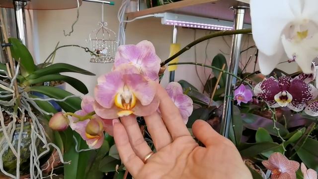 ЧЕТВЕРТОЕ КОЛЕНО С БОЛЬШИМИ ЦВЕТАМИ. ОРХИДЕИ ЗАЦВЕТОНОСИЛИ. смотреть онлайн