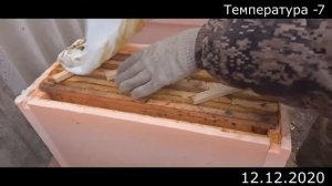 Зимовка запасных пчелиных маток