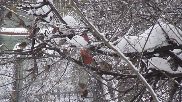 Воробьи атакуют кормушку смотреть онлайн