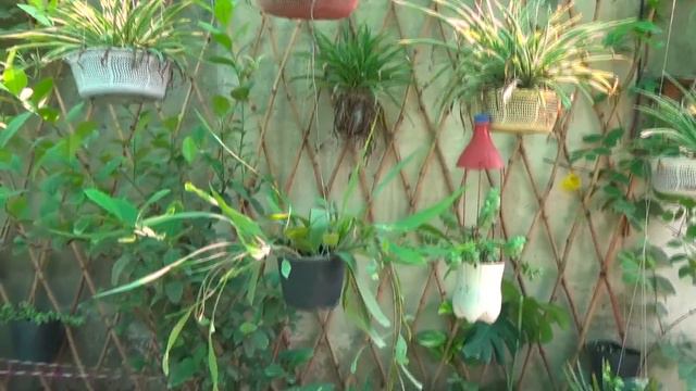 Gardening Ideas Waste of Time Hain Ya Nahi ( Meri Opinion ) смотреть онлайн