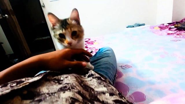 Here is my pretty cat HANA... смотреть онлайн