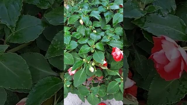 Комнатный Бальзамин в большом кашпо украшает двор смотреть онлайн