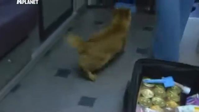 Американский бобтейл - American Bobtail смотреть онлайн