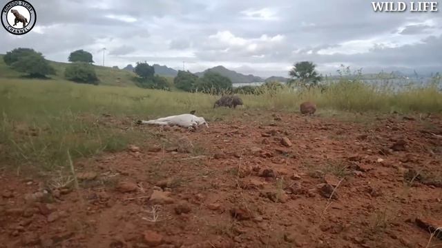 Full HD. New" komodo" brings and swallows the little goat,, смотреть онлайн