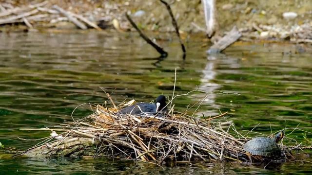 4K  Music Chill Relax | Первое видео | =)