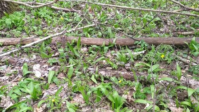 Черемша! Лесной лук! Поездка в лес. смотреть онлайн