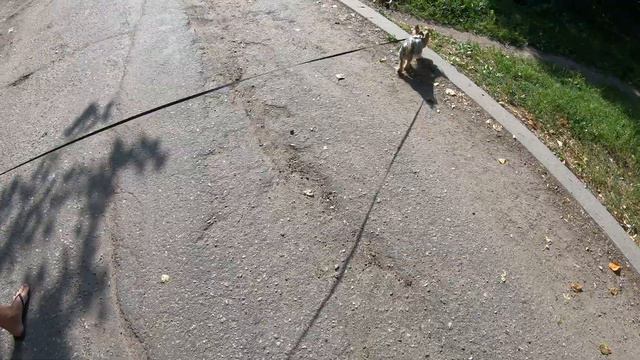 Йоркширский терьер на прогулке. Джеси голуби и уличный пылесос .