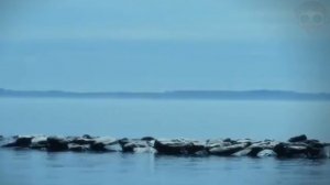 5 САМЫХ СТРАШНЫХ ЛЕГЕНД МИРА ч.7. Зомби Чез