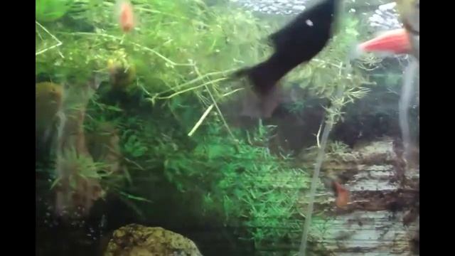 Аквастоп от зоомир смотреть онлайн