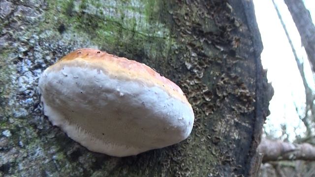 Roodgerande houtzwam - Fomitopsis pinicola смотреть онлайн