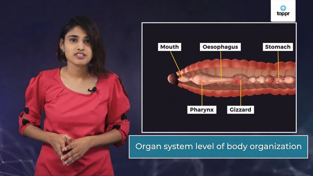 Annelida | Diversity In Living Organisms | Biology смотреть онлайн
