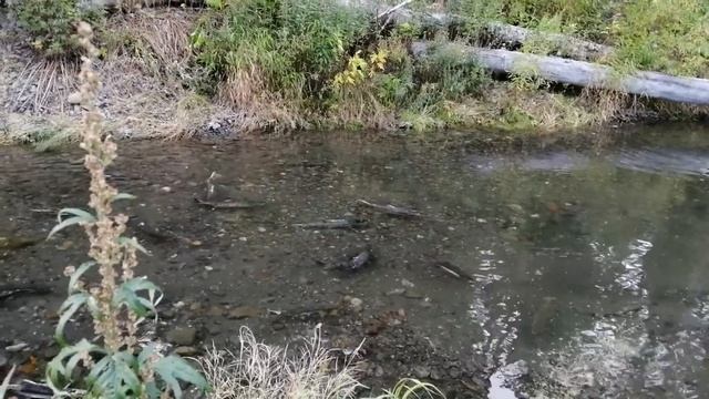 Нерест кеты и горбуши смотреть онлайн