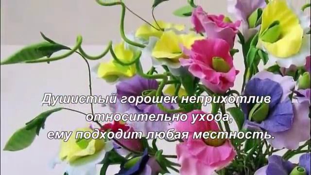 Цветы без рассады.Многолетние цветы. Однолетники. смотреть онлайн