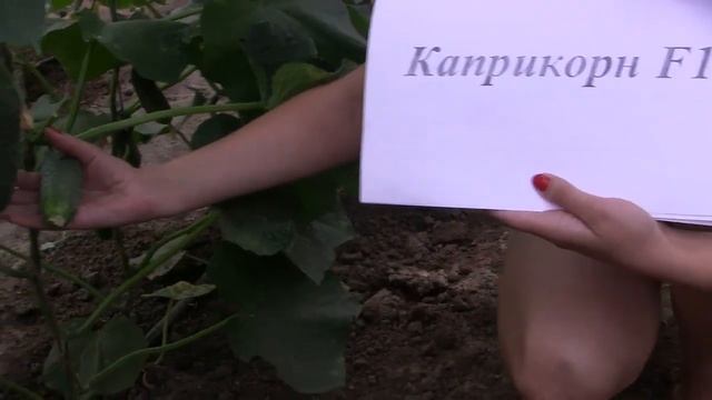 Каприкорн F1 - партенокарпический огурец турецкой компании Yuksel смотреть онлайн