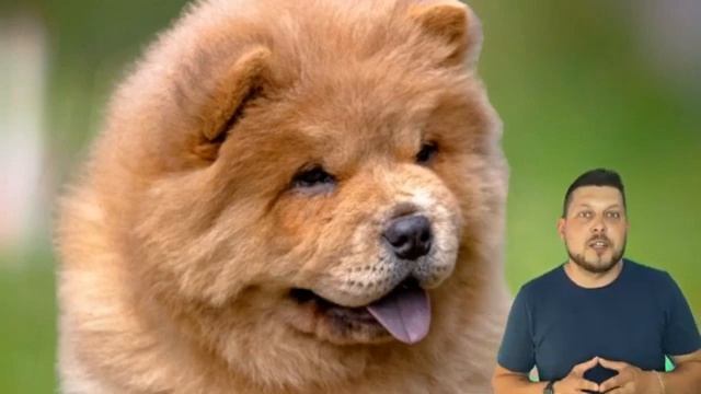 Chow Chow - All about the breed. A fighting dog with a plush appearance! ЧАУ-ЧАУ – Всё о породе смотреть онлайн