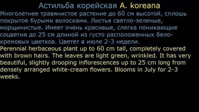 #Астильба Цветы садовые21 Декоративные растения смотреть онлайн