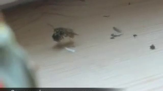 Оса и муха смотреть онлайн