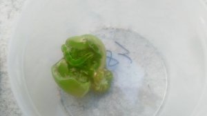 VID_20240909_095150.mp4