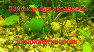 Лайфхак для аквариума "Лимонная кислота".