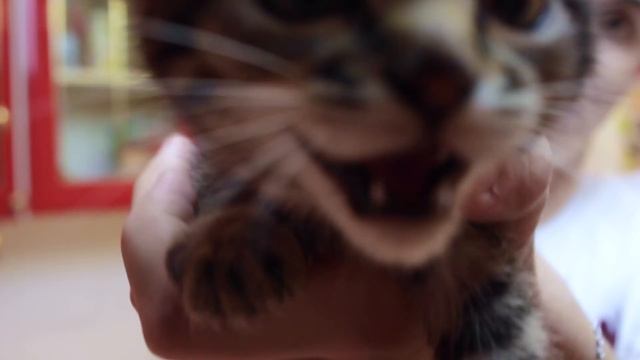 VLOG#2 "Cooking with Melovin" - печенье с M&M's (ШОК - кадры из клипа) смотреть онлайн