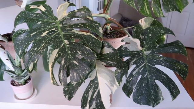What's wrong with my Monstera Thai Constellation?! смотреть онлайн